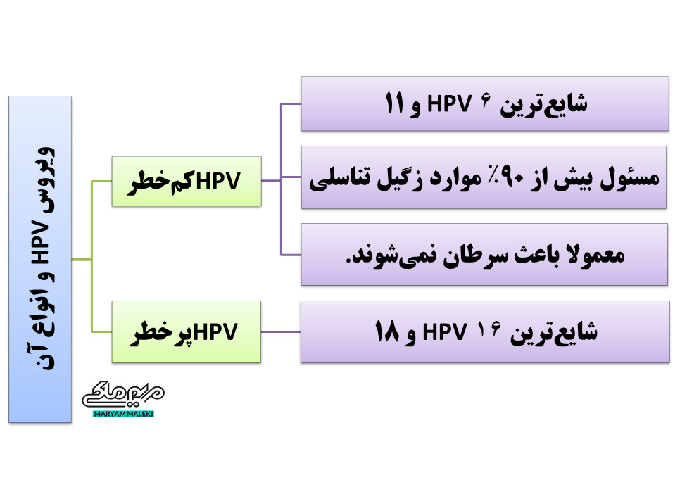 ویروس-HPV-و-انواع-آن