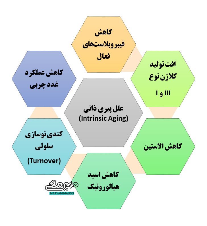 علل-پیری-ذاتی-پوست