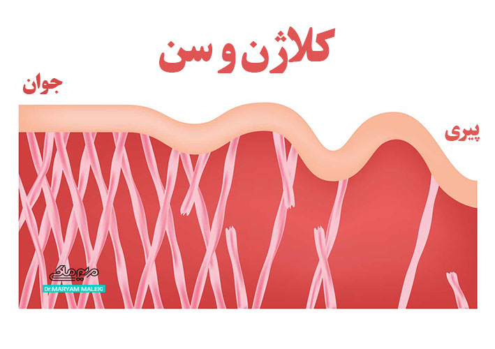 Collagen-as-we-age-1