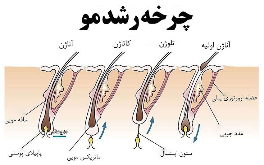 hair-growth-cycle