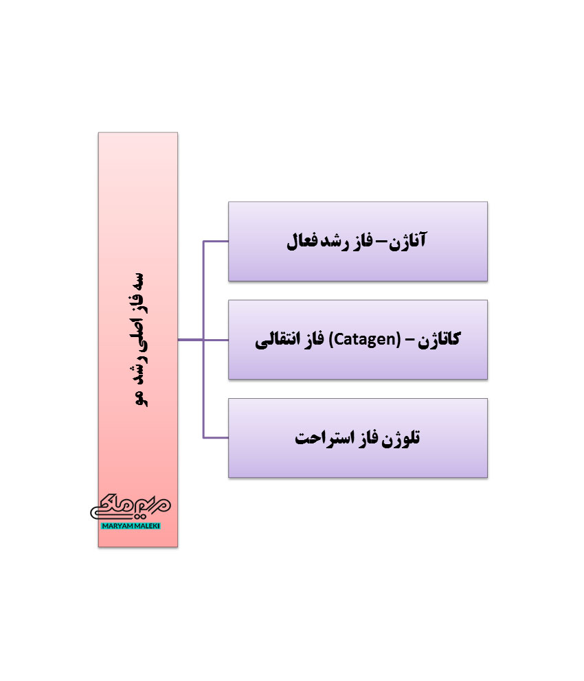 سه-فاز-اصلی-رشد--مو