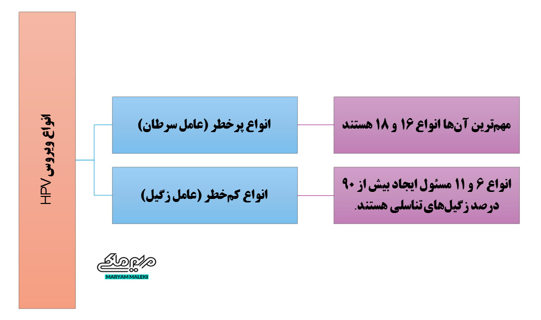 انواع-ویروس-HPV-